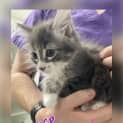 Photo of Clover