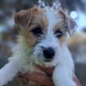 Photo of Duey