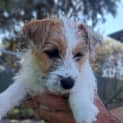 Photo of Duey