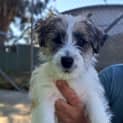 Photo of Louie