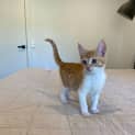 Photo of Bella