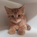 Photo of Pancake