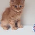 Photo of Waffles
