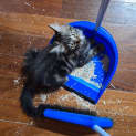 Photo of Astor
