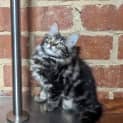 Photo of Astor