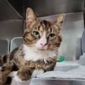 Photo of Mr Bojangles
