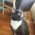 Photo of Nobu