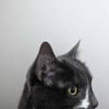 Photo of Nobu
