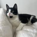 Photo of Uno
