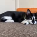 Photo of Taffy