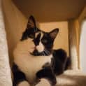Photo of Taffy
