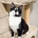 Photo of Taffy