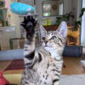 Photo of Skittles
