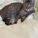 Photo of Tigerlily