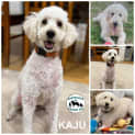 Photo of Kaju