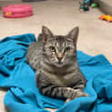 Photo of Tigerlily