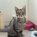 Photo of Tigerlily