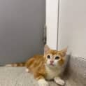 Photo of Ninja