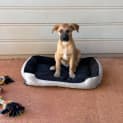Photo of Scout