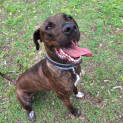 Photo of Toby