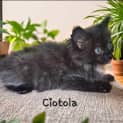 Photo of Ciotola