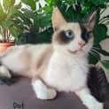 Photo of Dot