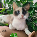Photo of Dot