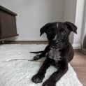 Photo of Pepsi