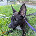 Photo of Pepsi
