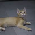 Photo of Bronty