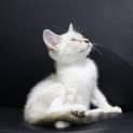 Photo of Iggy