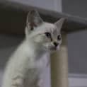 Photo of Iggy