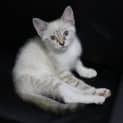 Photo of Iggy