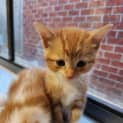 Photo of Nacho