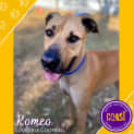 Photo of Romeo