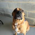 Photo of Nugget   3 Year Old Staffy (Trial)