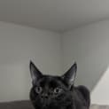 Photo of Vince 