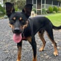 Photo of Dusty   1 Year Old Kelpie (Trial)