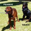 Photo of Frankie