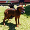 Photo of Frankie