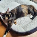 Photo of Cupcake