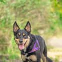 Photo of Chilli