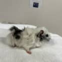Photo of Pygmy