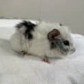 Photo of Pygmy
