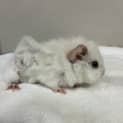 Photo of Tawny