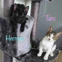 Photo of Hermione And Taro