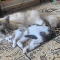 Photo of Hermione And Taro