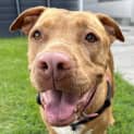 Photo of Shelby