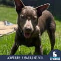 Photo of Ruby 1 Year Old Kelpie X (Trial)