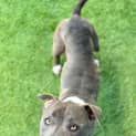 Photo of Maloo